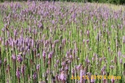 IMG_0802