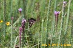 IMG_8834