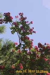 IMG_9052