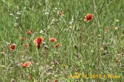 IMG_8369