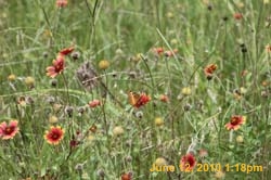IMG_8372