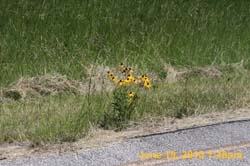 IMG_8496