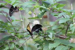 IMG_0685