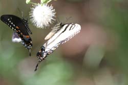 IMG_0691