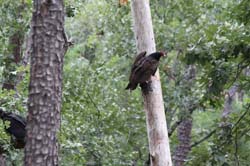 IMG_0694
