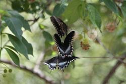 IMG_0698