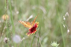 IMG_0700