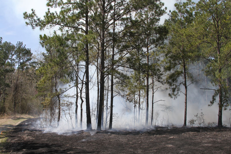 IMG_4664