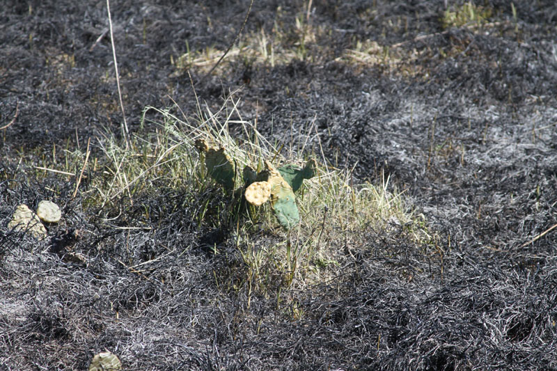 IMG_5066