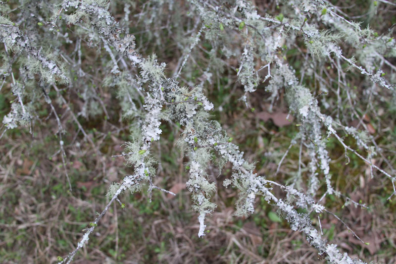 IMG_5232