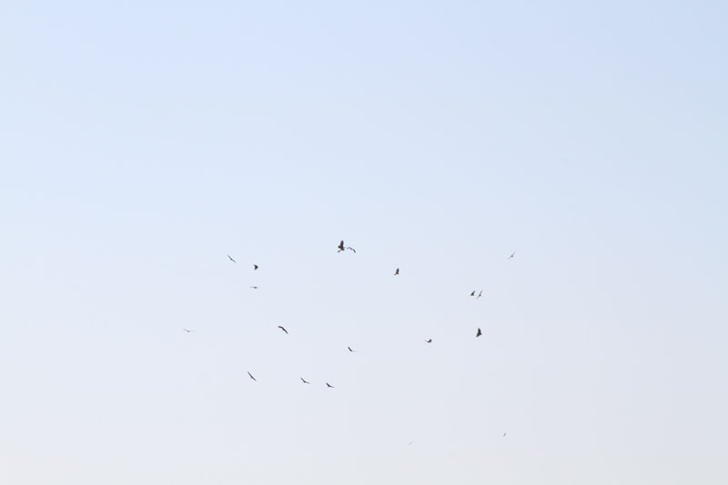IMG_6108