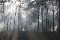 IMG_4452