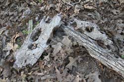 IMG_6352