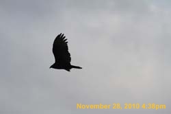 IMG_1520