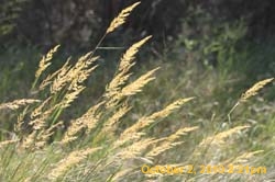 IMG_1134