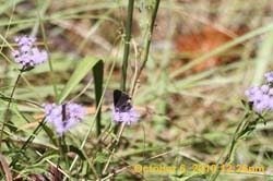 IMG_1151