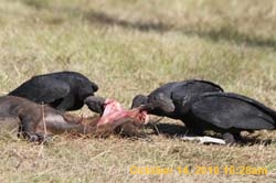 IMG_1181