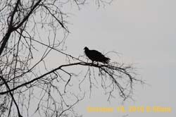 IMG_1228