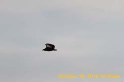 IMG_1251
