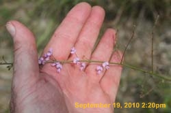 IMG_0459