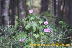 IMG_0530
