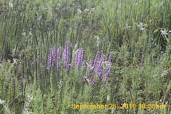 IMG_0625