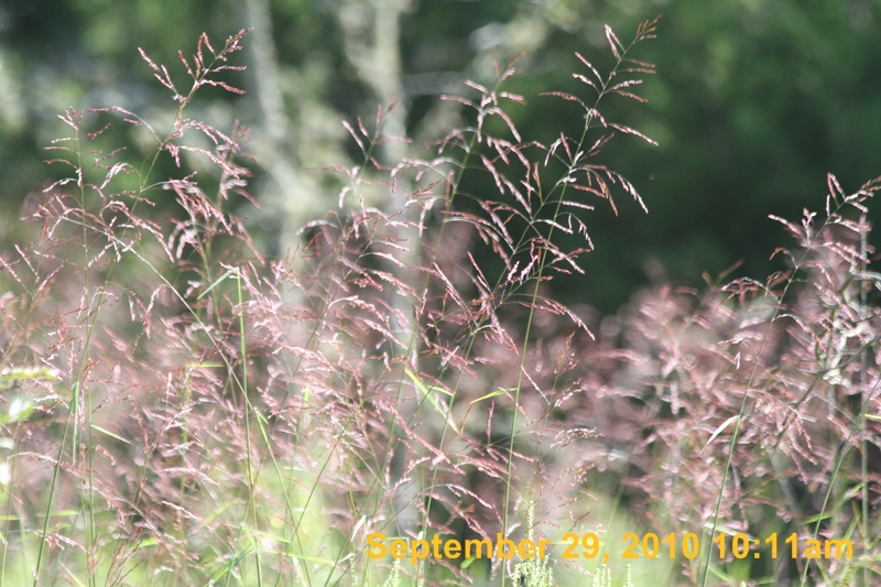 IMG_1098