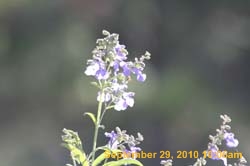 IMG_1094