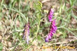 IMG_2525