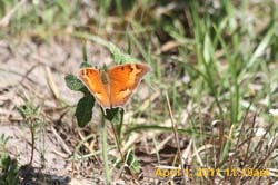 IMG_2537