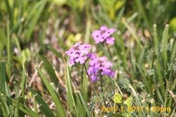 IMG_2561