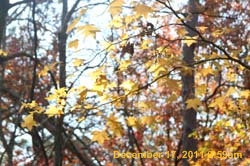 IMG_4704