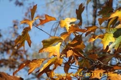 IMG_4724