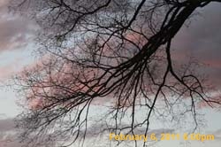 IMG_4551