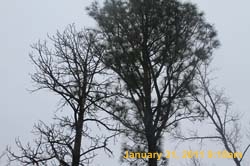 IMG_4345
