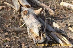 IMG_1758