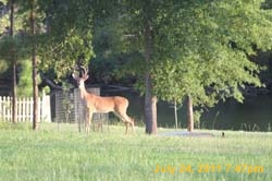 IMG_3381