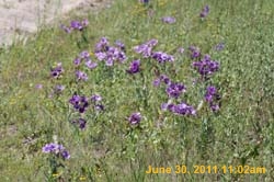 IMG_4684