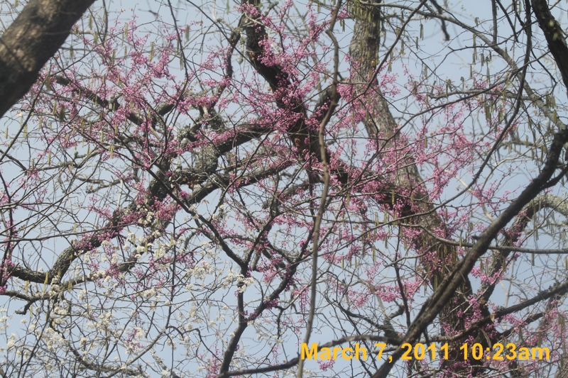 IMG_2296