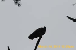 IMG_2441