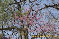 IMG_1321