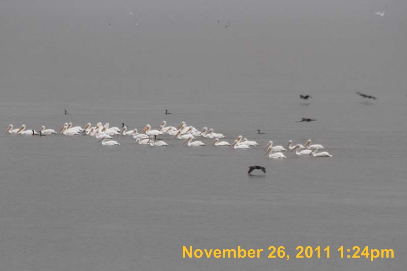IMG_0222