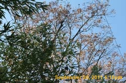 IMG_4085