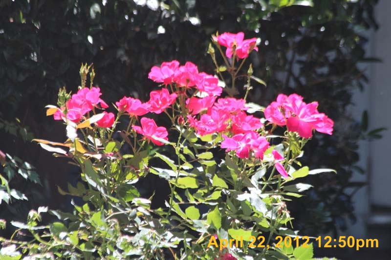 IMG_0600