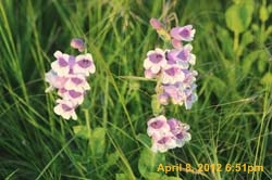 IMG_0455