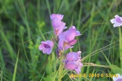 IMG_0459