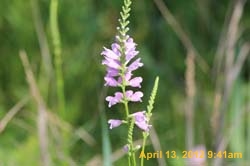 IMG_0478