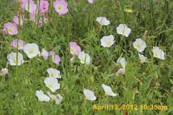 IMG_0486