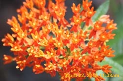 IMG_0521
