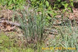 IMG_0529